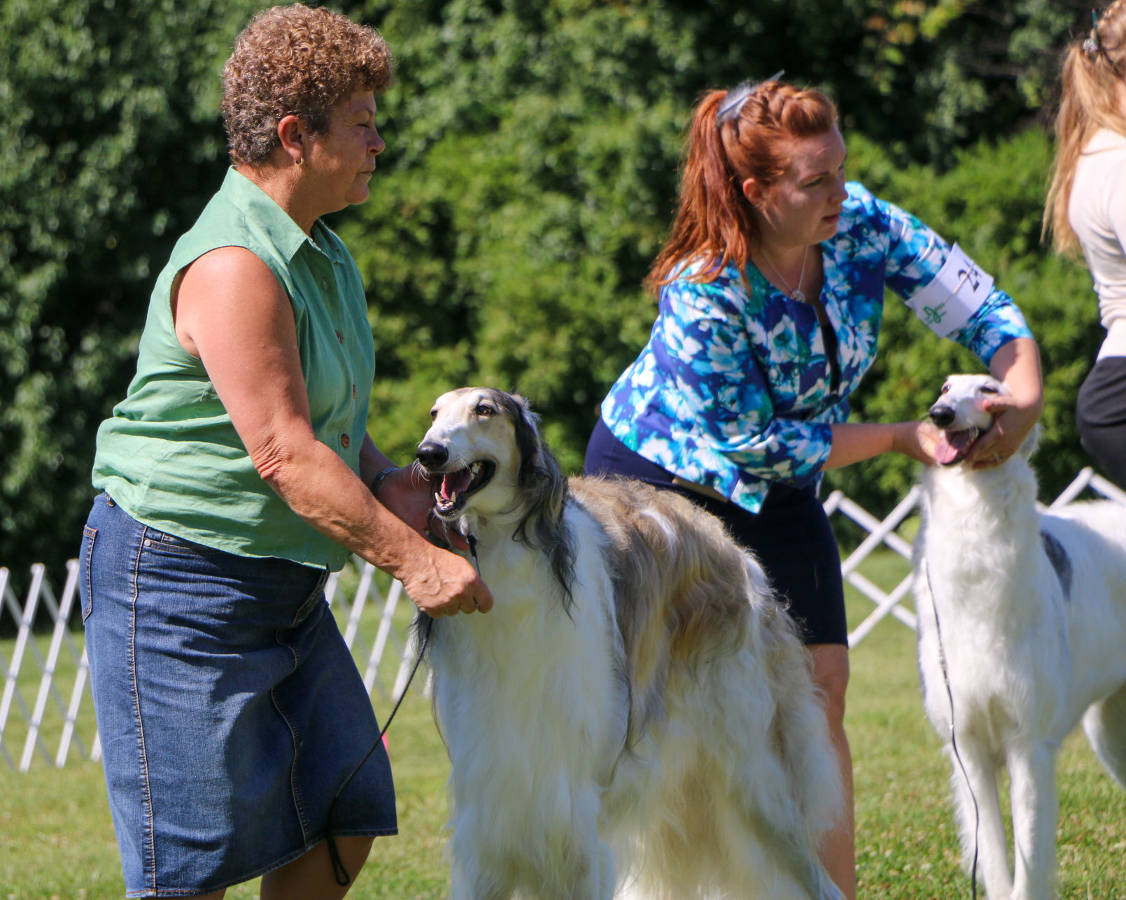 Dog show
